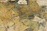 Polished Strelley Pool Stromatolite - Billion Years Old #150681-1